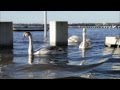 Hochwasser am 14.01.2012